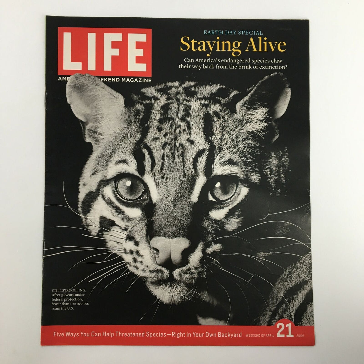 Cover of Life Magazine Newspaper Insert featuring an Ocelot with the title 'Staying Alive', dated April 21, 2006, emphasizing wildlife conservation themes.