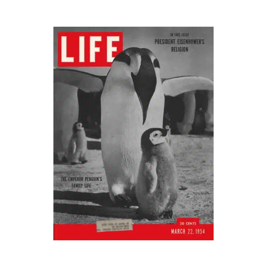Cover of VTG Life Magazine March 22, 1954 featuring an Emperor Penguin and its chick, highlighting the theme of family life in the natural world.