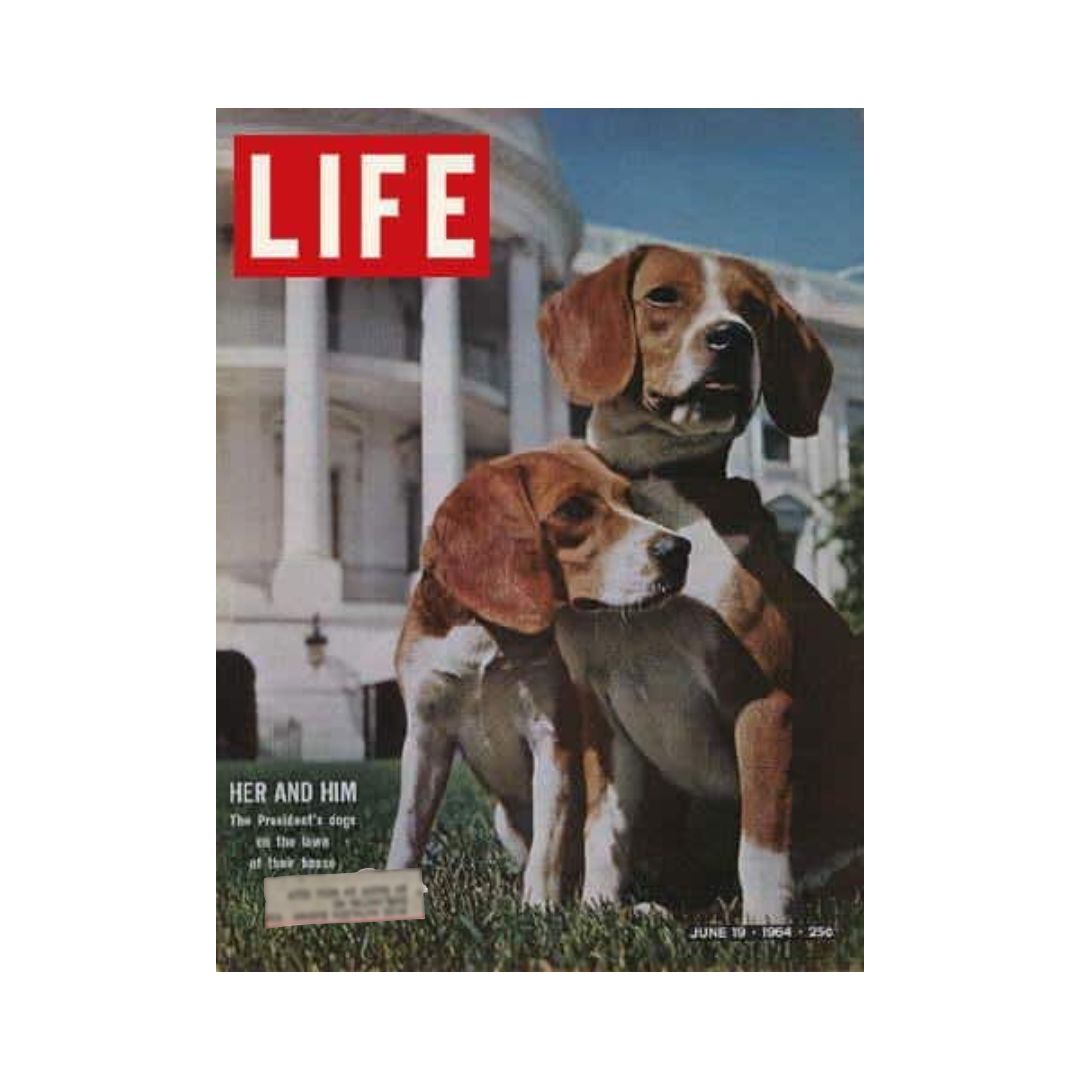 Vintage Life Magazine cover from June 19, 1964, featuring President Lyndon B. Johnson's beagle dogs in front of the White House.