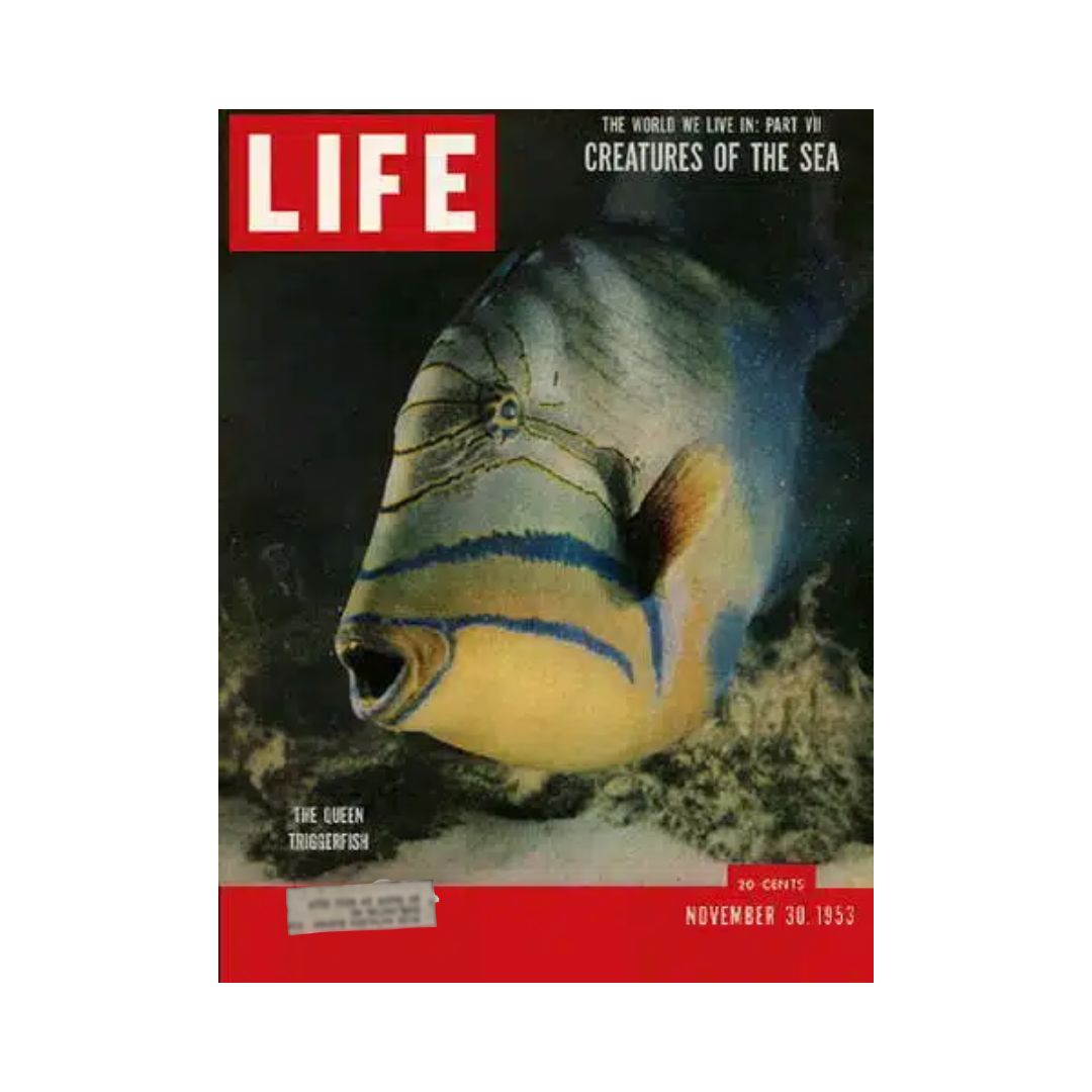 VTG Life Magazine Cover from November 30, 1953 featuring the Queen Triggerfish, part of the 'Creatures of the Sea' series.