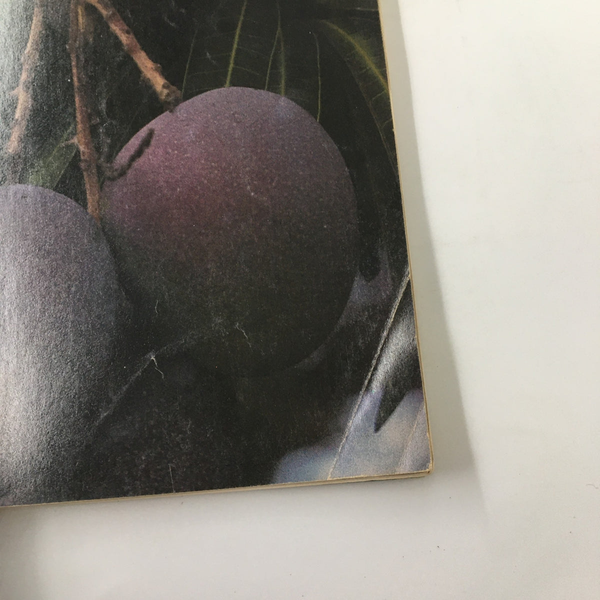 Close-up of Juicy Haden Mangoes featured on the cover of VTG Gourmet Magazine January 1980, emphasizing the magazine's focus on tropical fruits.