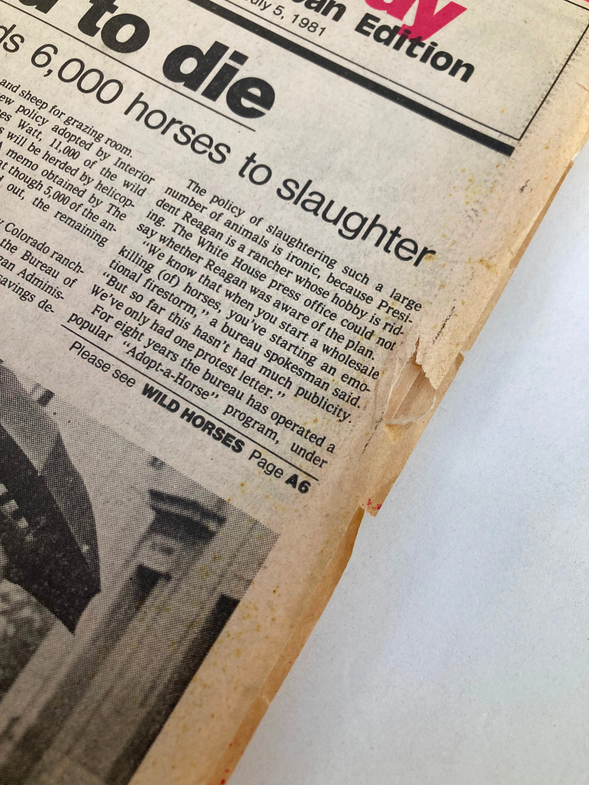The Bulletin Newspaper July 5 1981 John McEnroe Carries Men's Single Trophy. A corner detail of the front page showing a tear and edge wear, with prominent headlines discussing new policies and features about the horse slaughter controversy.