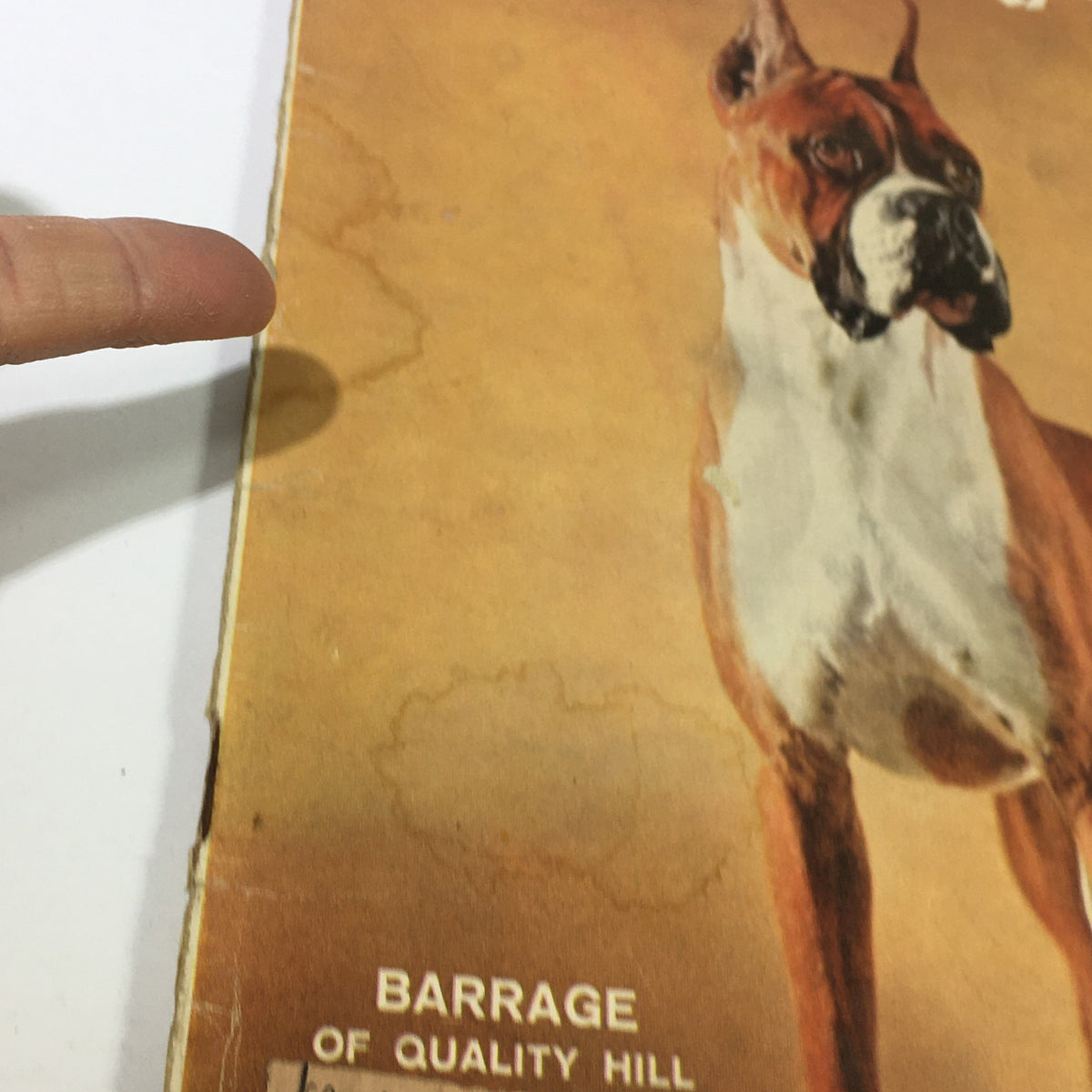 Close-up of Sports Illustrated magazine February 11, 1957 cover with focus on the Boxer dog and title 'THE EPIC OF SPIKE WEBB'.