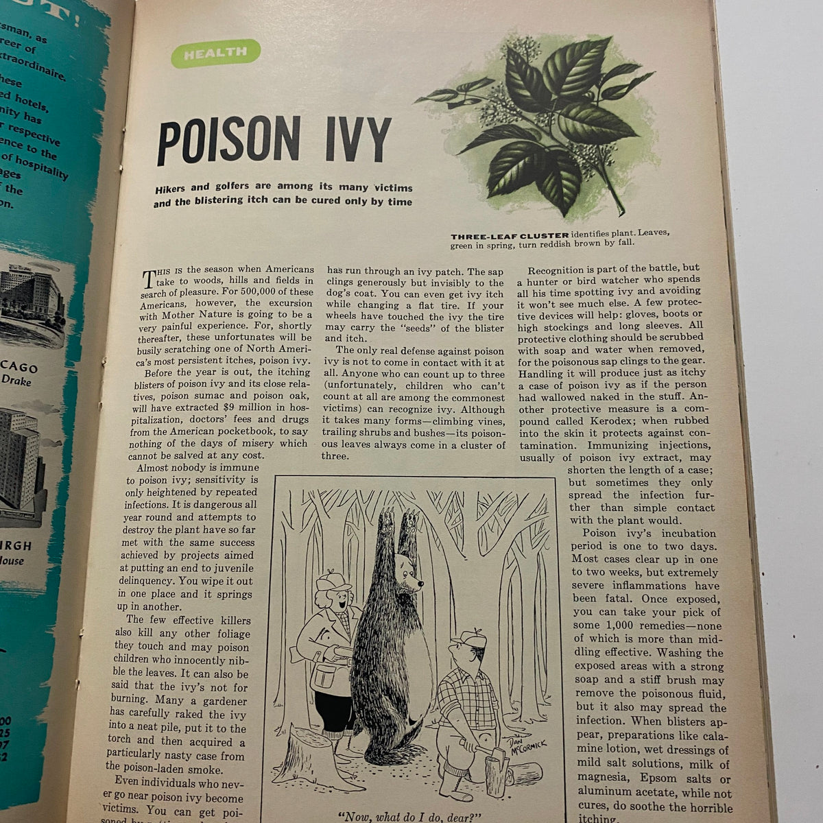 Interior page of Sports Illustrated Magazine August 16 1954 featuring an article titled 'Poison Ivy' discussing health impacts and prevention tips.