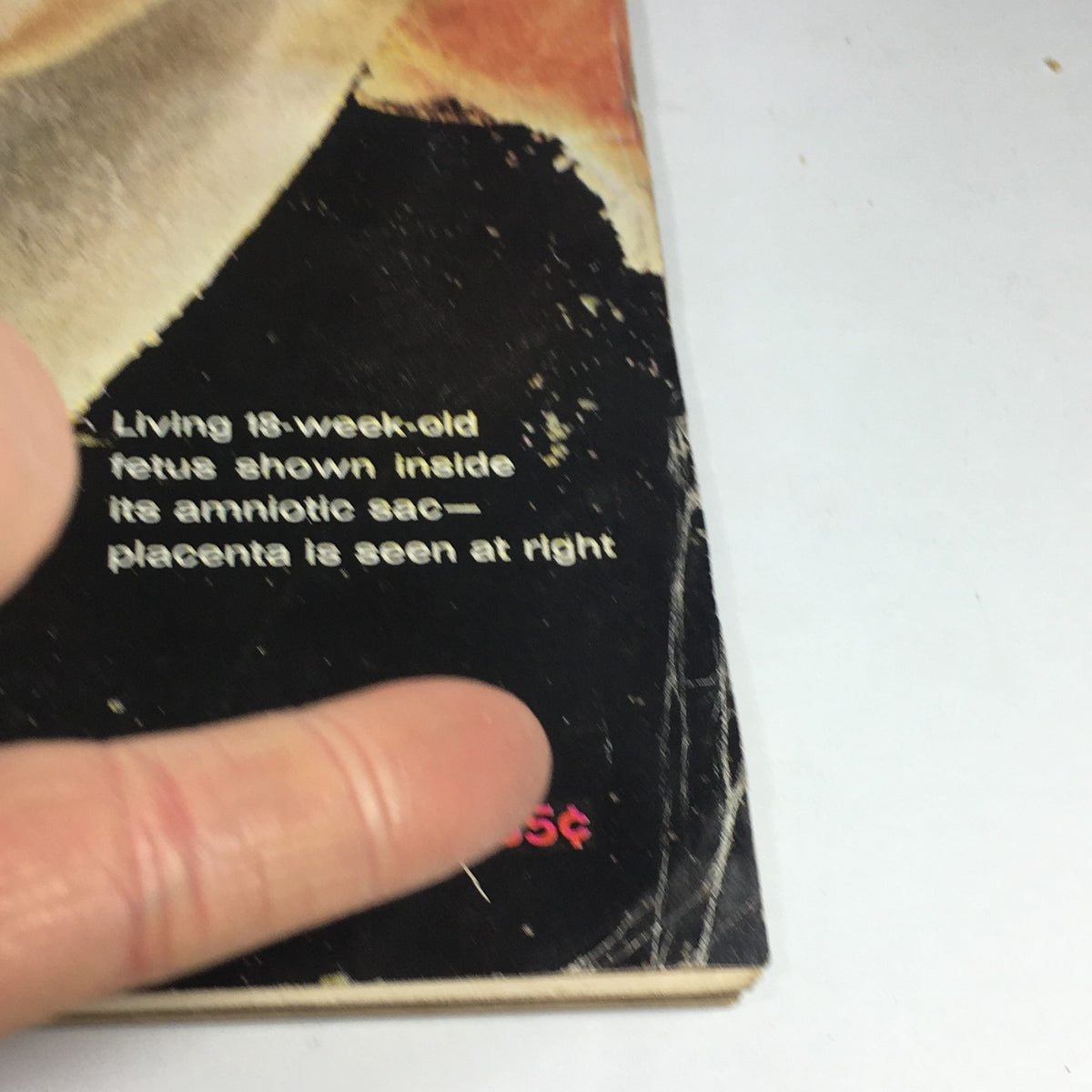 Close-up view of the cover of VTG Life Magazine, highlighting the text about the living fetus and the cover price, accompanying the narrative of 'Immortal Myths About Li'l Abner & Me' by Al Capp.