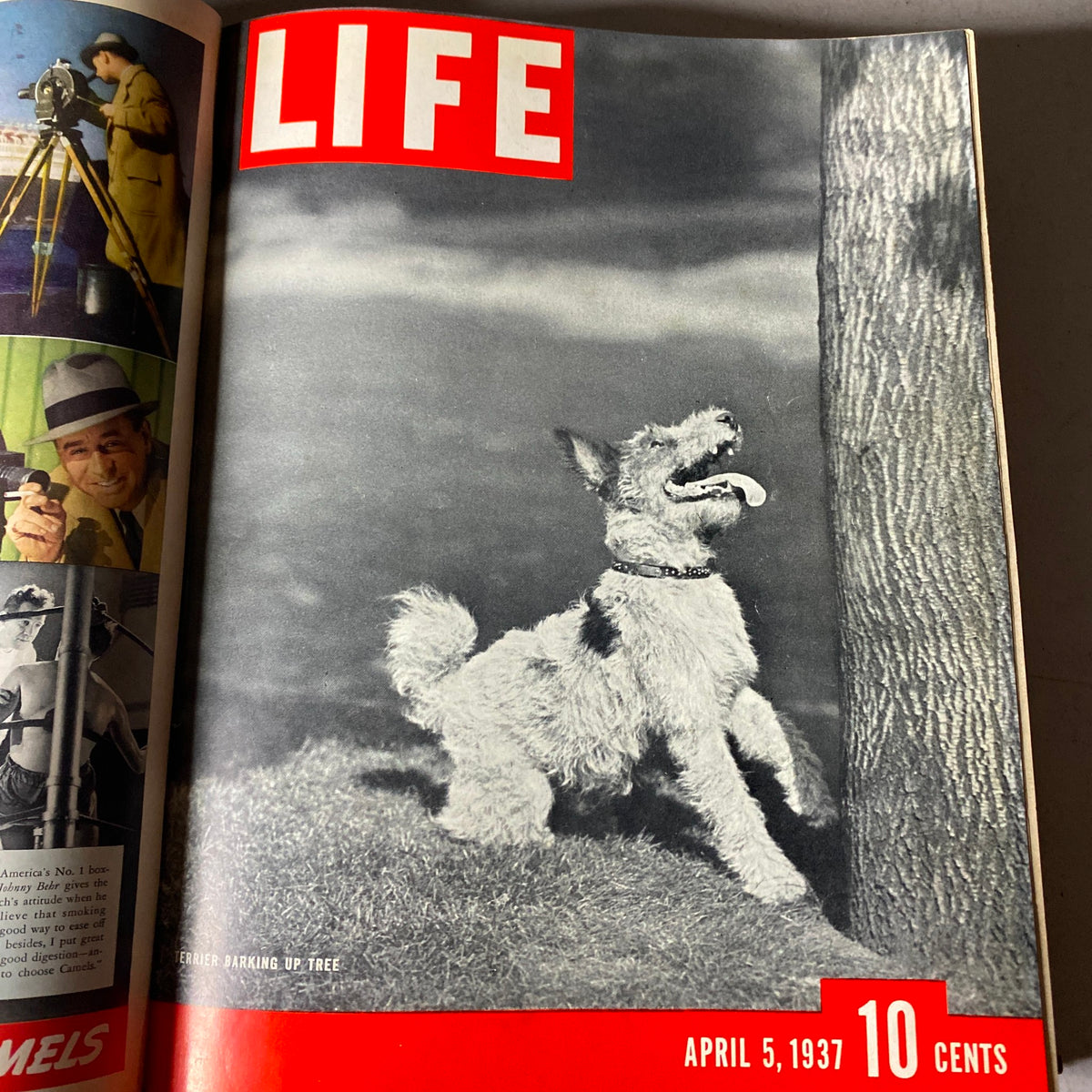 Cover of VTG 1937 Bound Life Magazine - April 5, 1937 showing a Terrier dog barking up a tree.