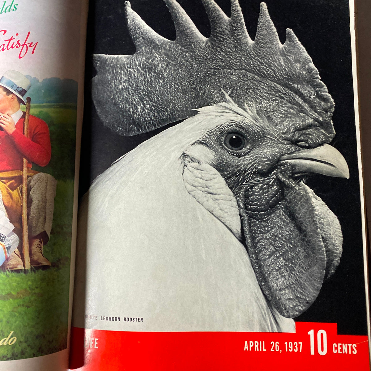 Cover image of the VTG 1937 Bound Life Magazine March - June Weekly Issue featuring a close-up of a White Leghorn rooster, published on April 26, 1937, highlighting vintage photography of poultry.