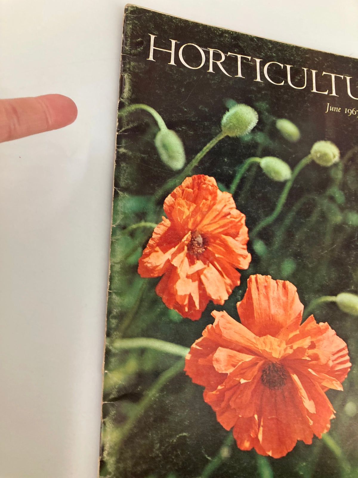 Cover of VTG Horticulture Magazine June 1967 with a finger pointing at the title, featuring orange poppies and green foliage.