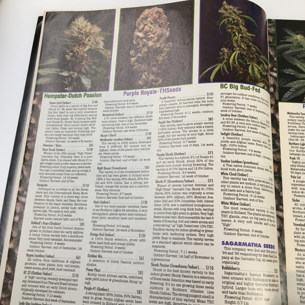 Page from Cannabis Culture Magazine November 1999 displaying cannabis plant images and seed prices from Hempstar-Dutch Passion and others.