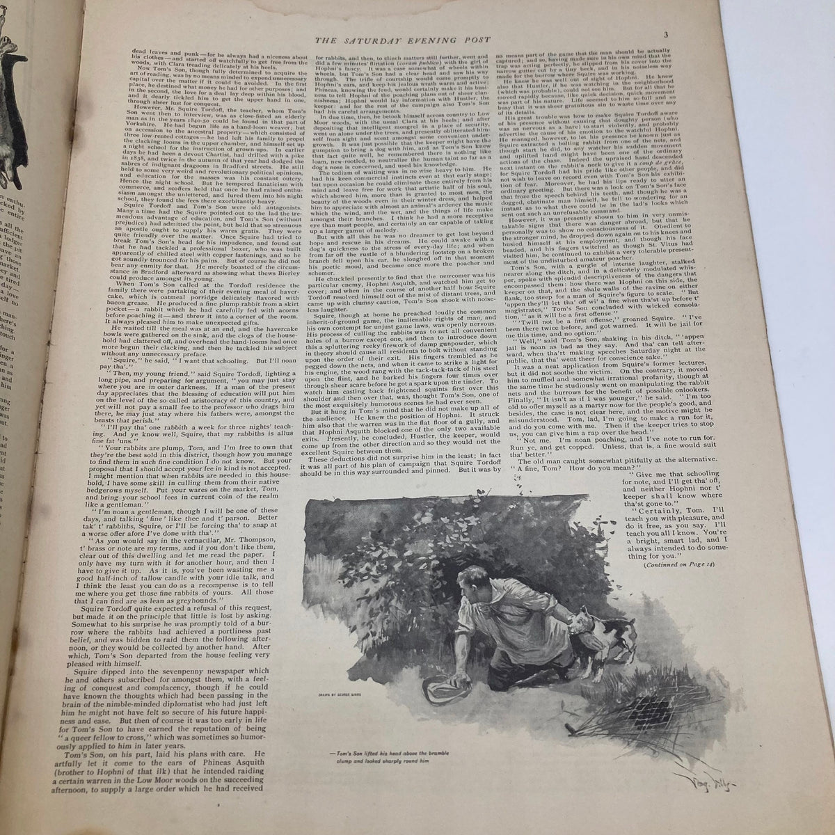 Interior page of the Saturday Evening Post Illustrated Cover June 29 1901, featuring an illustration of a man gardening with a dog.