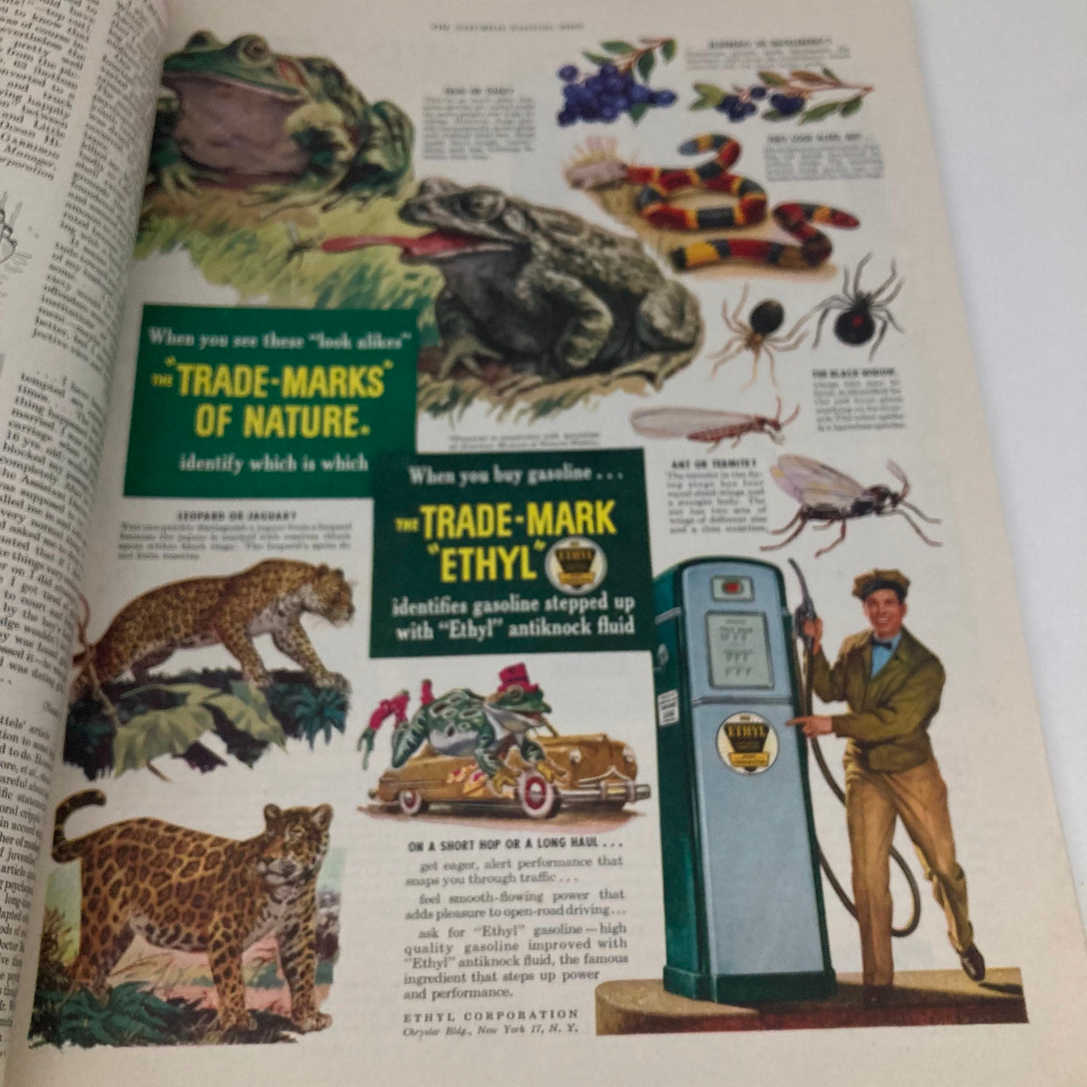 Advertisement page from the Saturday Evening Post Magazine January 22, 1949, displaying nature-themed illustrations and promoting Ethyl gasoline with a visual representation of various creatures.