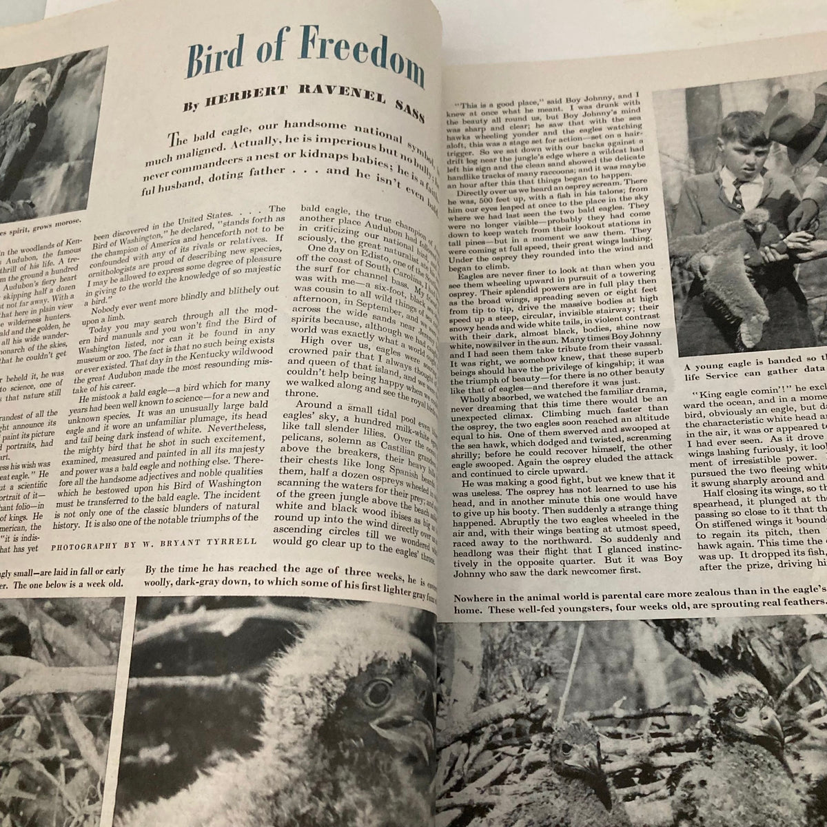 Article titled 'Bird of Freedom' discussing the bald eagle, featuring period photography and narrative, from the Saturday Evening Post magazine dated February 22, 1947.