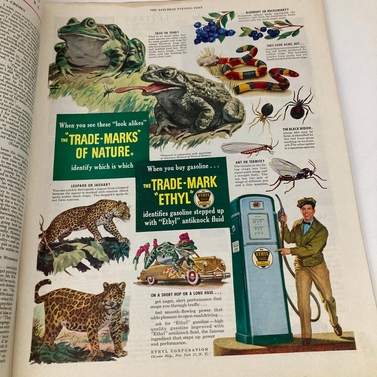 Vintage Saturday Evening Post Magazine January 22 1949 'Engagement Ring' featuring artistic illustrations of animals like frogs, leopards, and insects, along with a vintage gas pump advertisement.