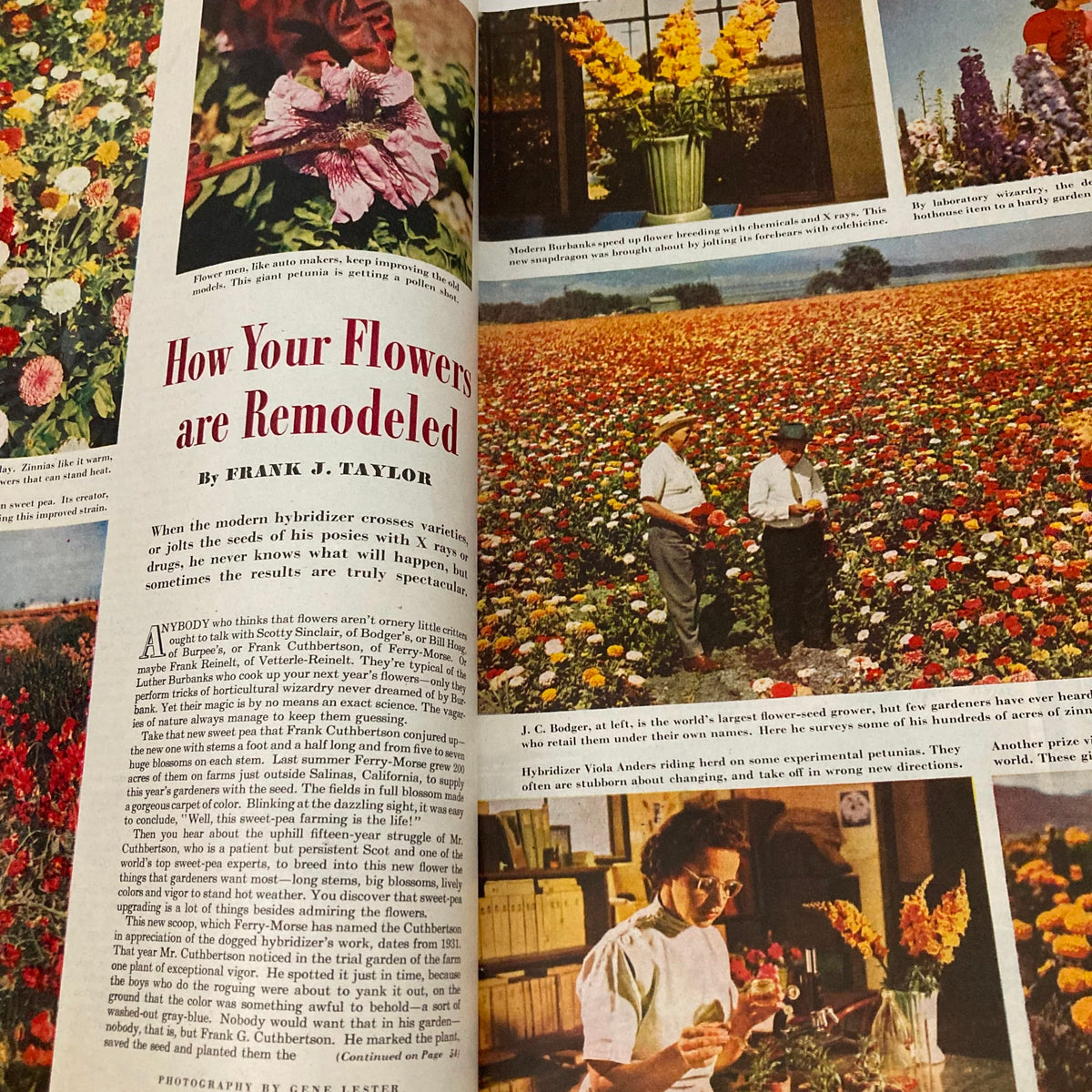 Article titled 'How Your Flowers are Remodeled' featured in the Saturday Evening Post Magazine March 1, 1947, showcasing colorful flower fields and flower hybridization.