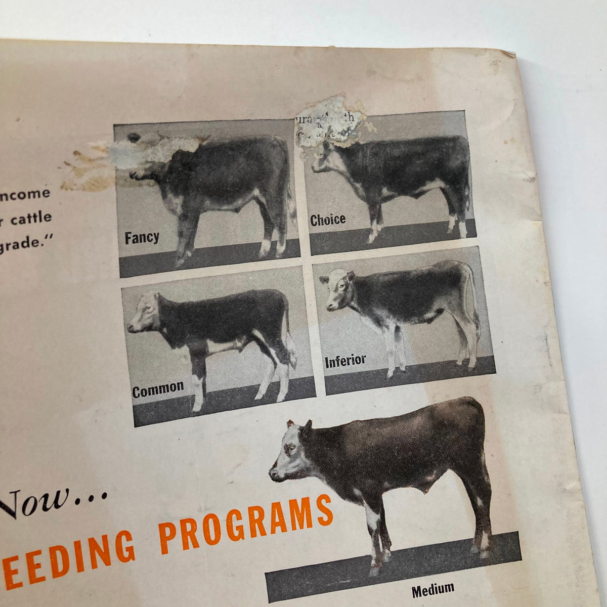 Close-up of back cover images in VTG The Hoosier Farmer Magazine November 1956 displaying various grades of feeder cattle.
