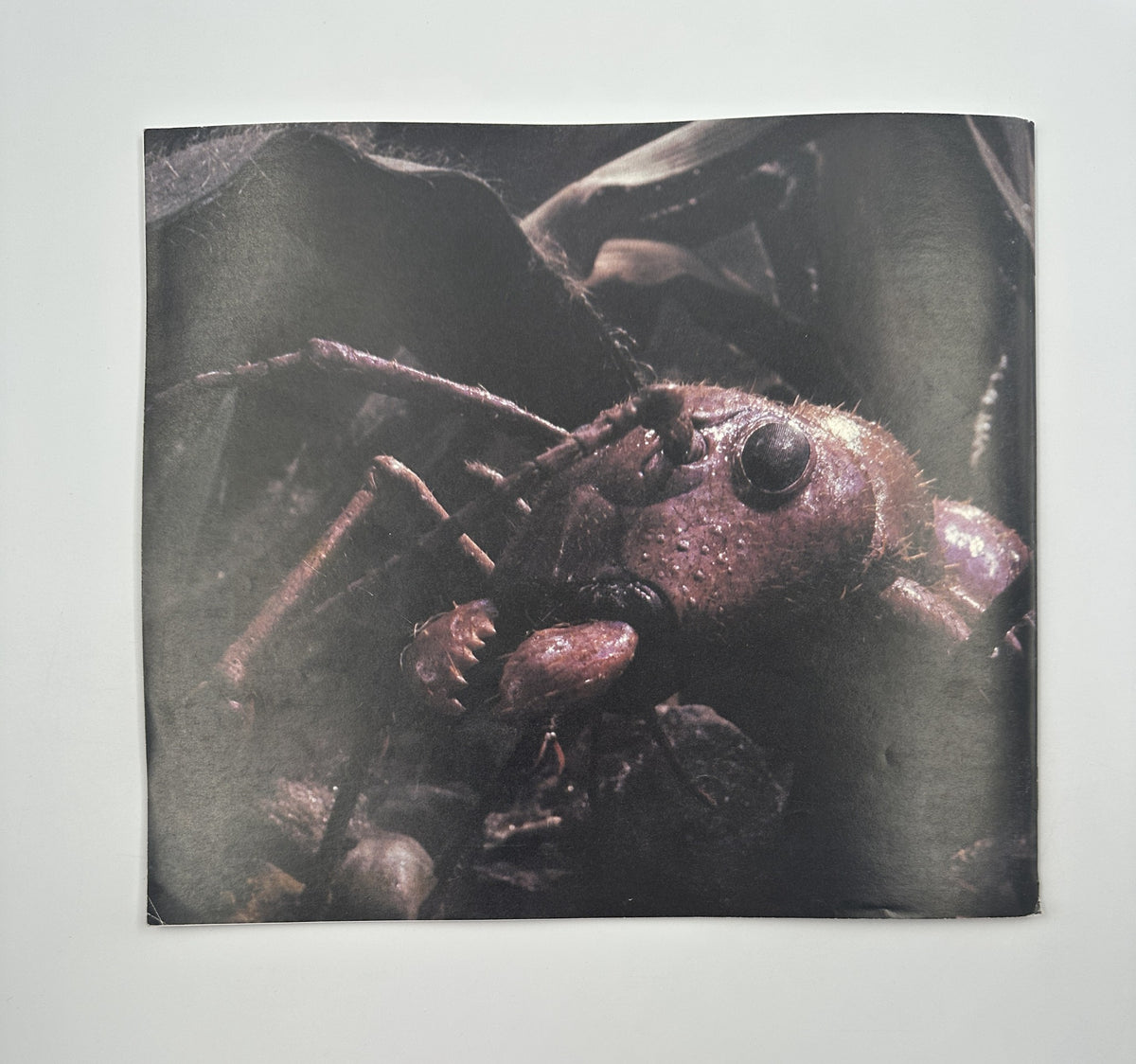 Cinefex Magazine February 1990 No. 41 back cover image featuring a close-up of an insect, representing the visual effects from Honey, I Shrunk the Kids.