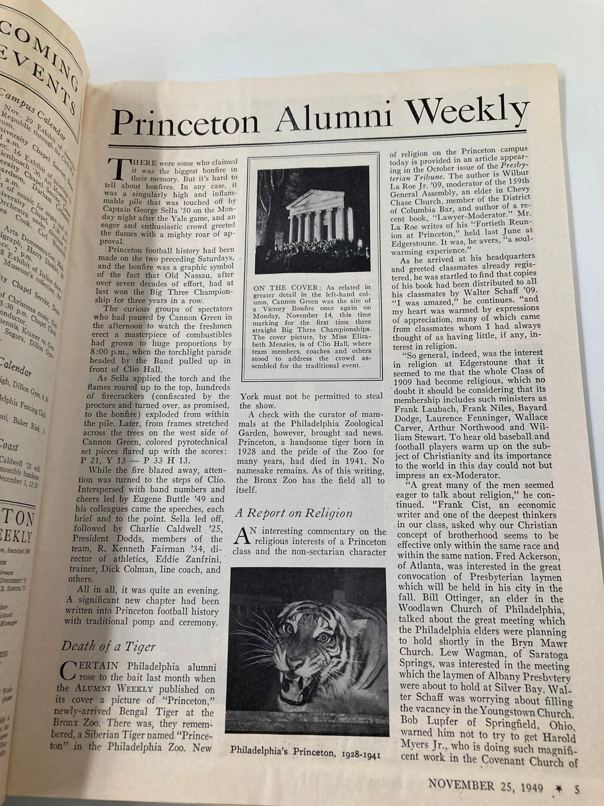 Interior page of Princeton Alumni Weekly from November 25, 1949, discussing the Cannon Green site victory bonfire and featuring a picture of a Bengal tiger.