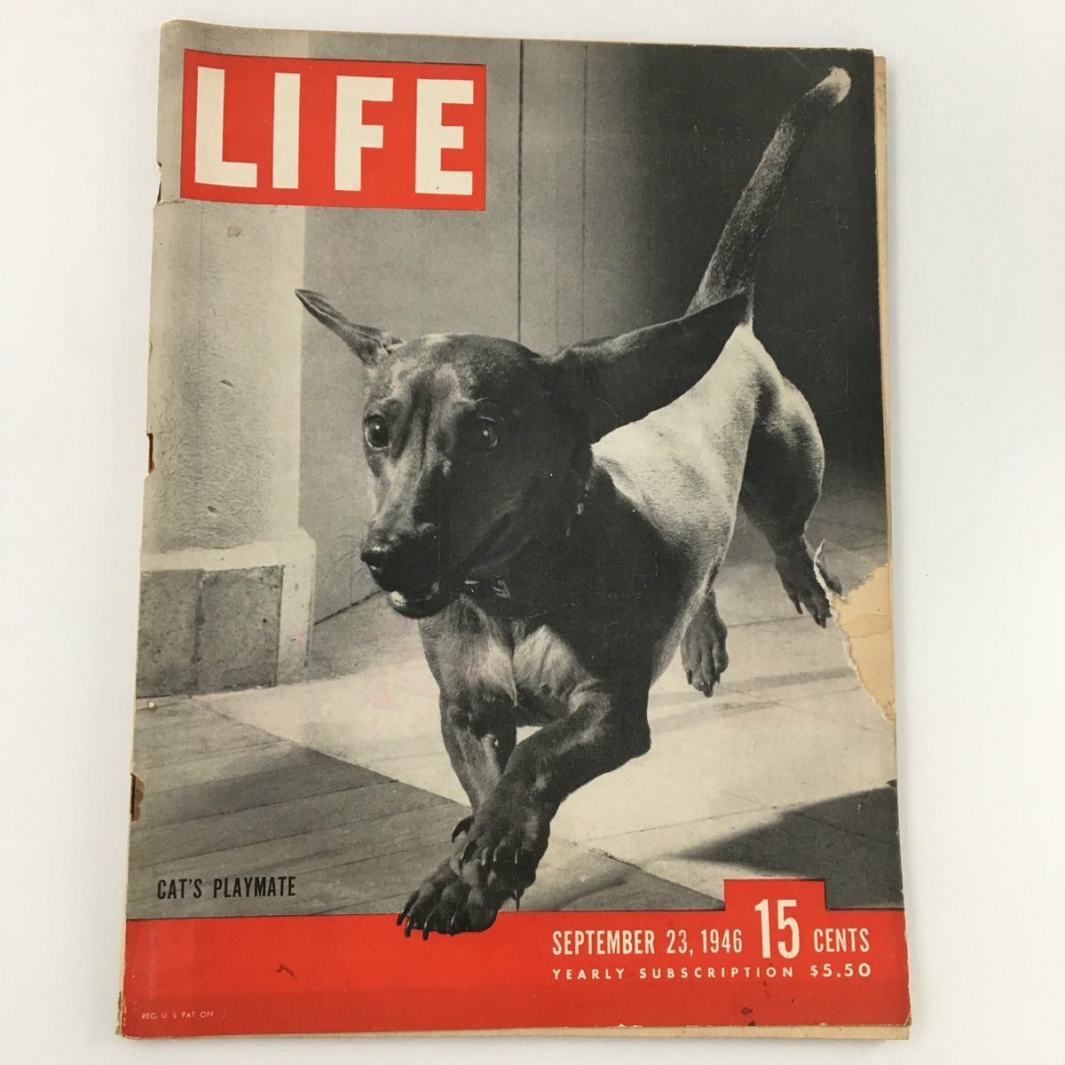 Vintage Life Magazine cover from September 23, 1946, featuring a dachshund in action under the title 'Cat's Playmate'.