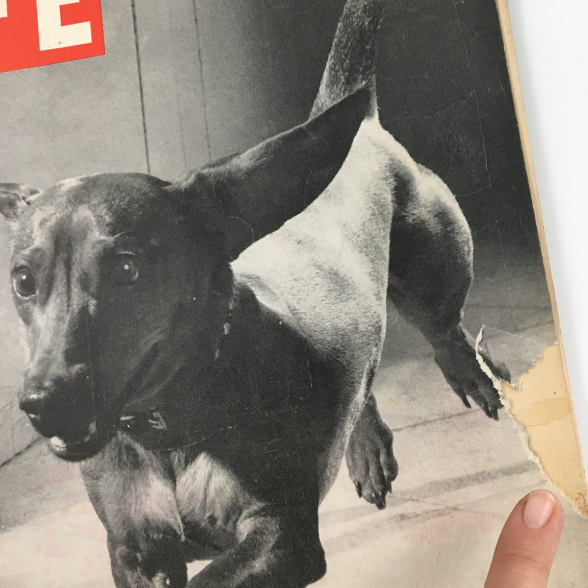Close-up of the vintage Life Magazine cover from September 23, 1946, showcasing a playful dachshund with minor wear indicating its vintage condition.