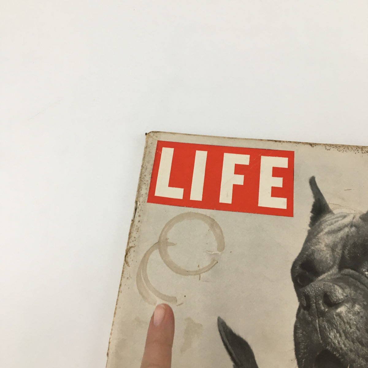 Close-up of VTG Life Magazine cover November 17, 1947, highlighting the 'LIFE' title and detailing a Boxer dog's face.