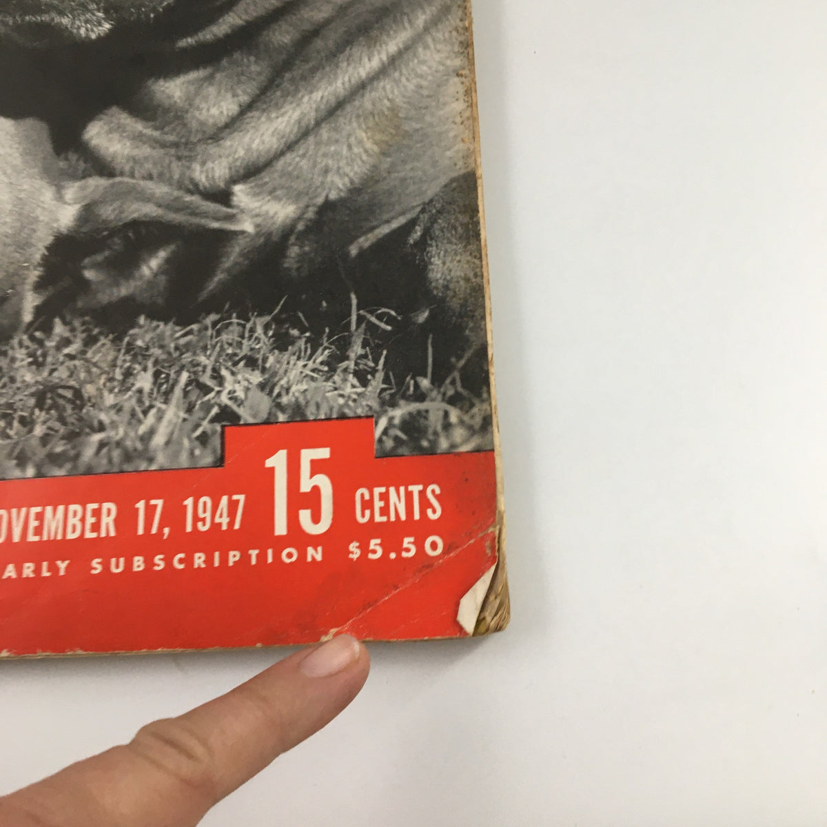 Bottom portion of VTG Life Magazine November 17, 1947, displaying the publication date and price with a close-up of Boxer dogs.