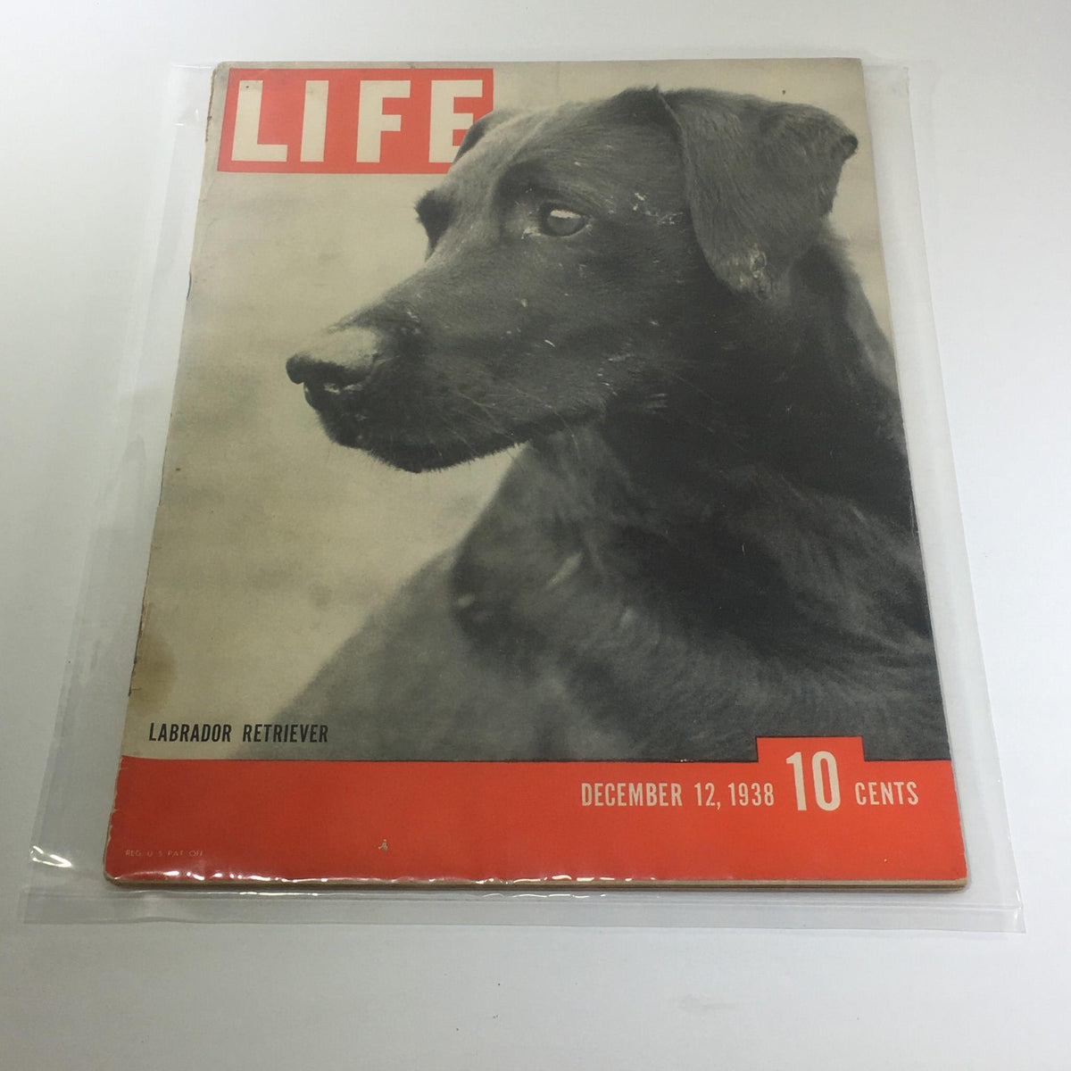 Vintage Life Magazine: December 12 1938 - Labrador Retriever