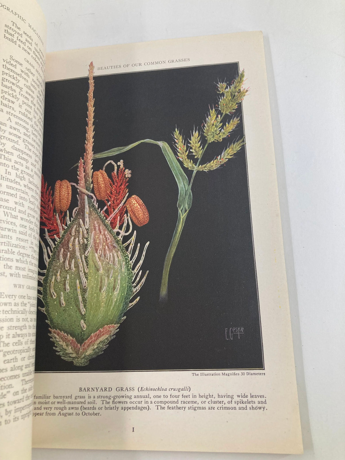 Illustration of Barnyard Grass from VTG The National Geographic Magazine June 1921 The Grand Canyon Bridge No Label, featuring detailed botanical art on a dark background.