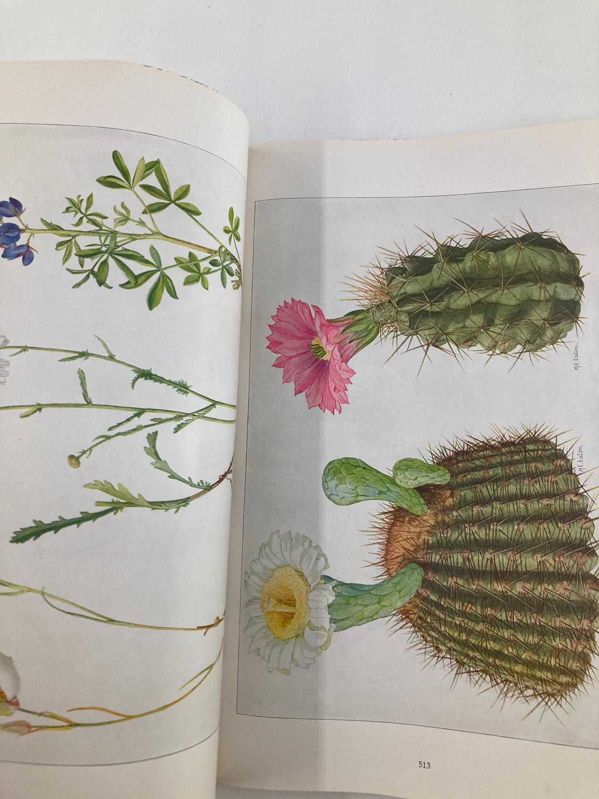 A botanical illustration inside the VTG The National Geographic Magazine June 1917, featuring cacti and flowering plants representing various states.
