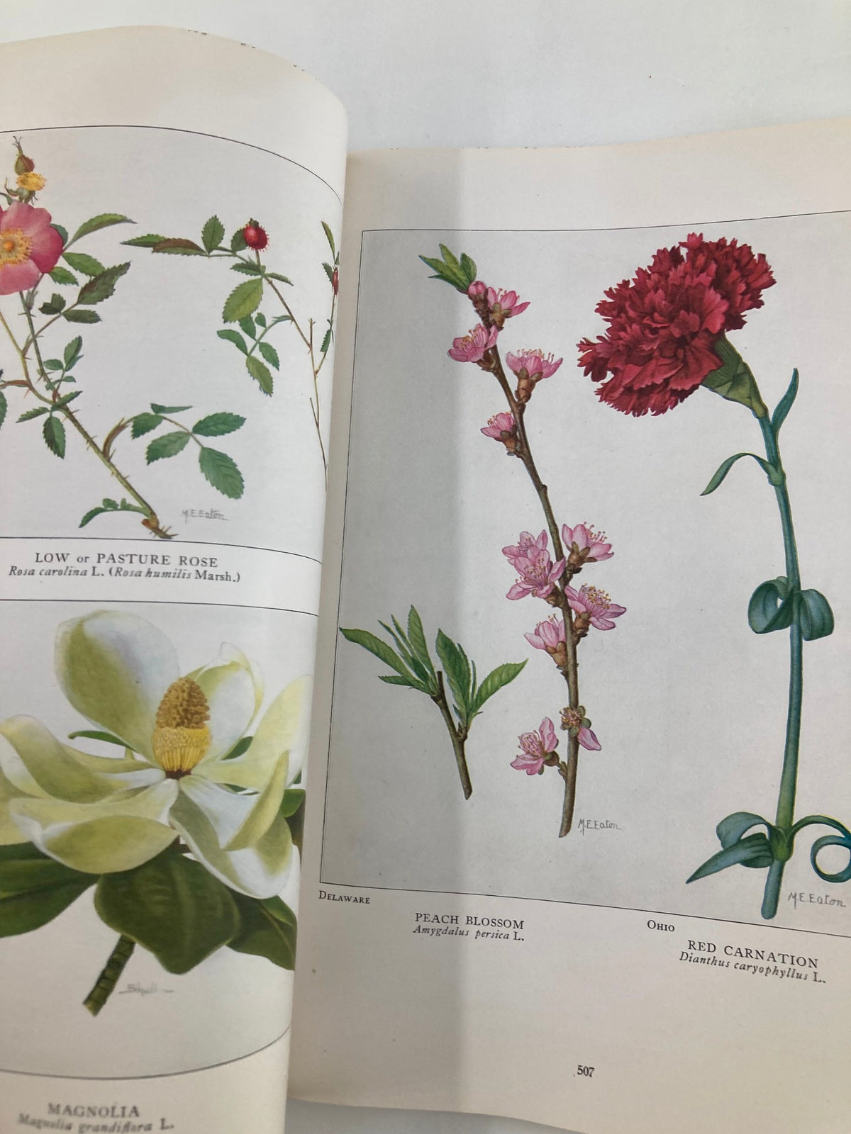Detailed floral illustrations from the VTG The National Geographic Magazine June 1917, showcasing a peach blossom and red carnation, highlighting state flowers.