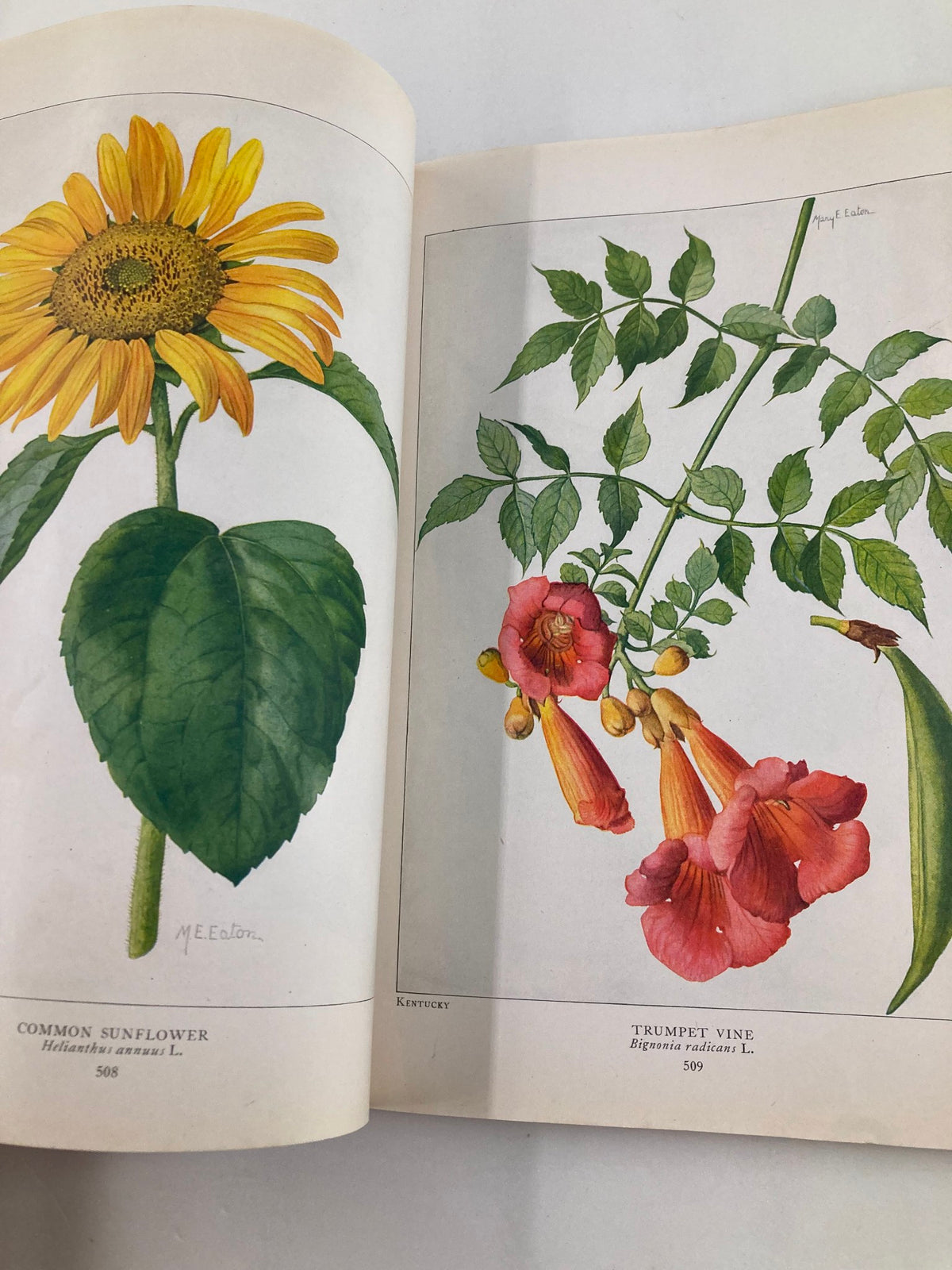Open page from VTG The National Geographic Magazine June 1917 displaying beautiful illustrations of 'Common Sunflower' and 'Trumpet Vine,' capturing the artistic elements of the magazine.