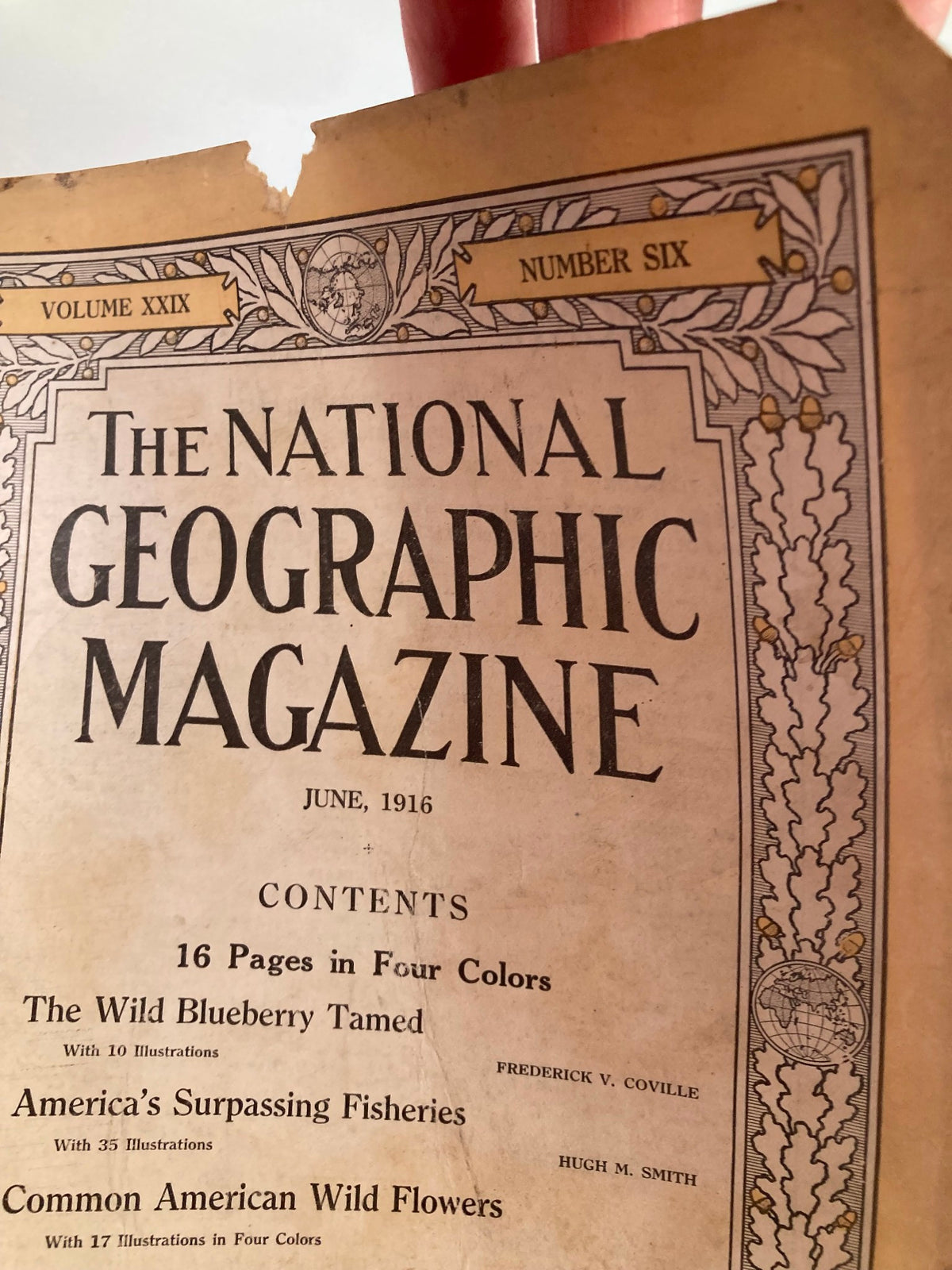 Close-up of the cover of VTG The National Geographic Magazine June 1916 displaying the title and highlights such as 'The Wild Blueberry Tamed'.