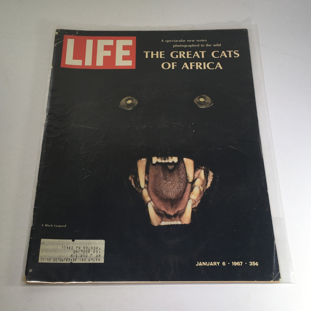 Cover of Life Magazine January 6 1967 featuring a dramatic photograph of a Black Leopard, showcasing its fierce expression and captivating features.