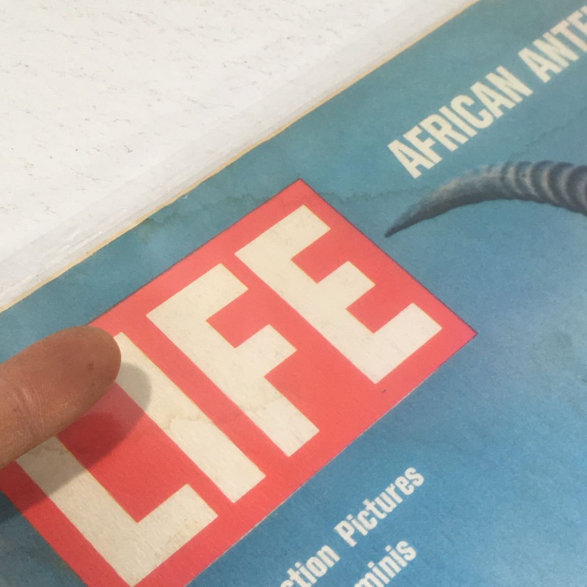 Close-up of the Vintage Life Magazine title and cover detail, featuring Great African Antelope by John Dominis, published on December 5, 1969.