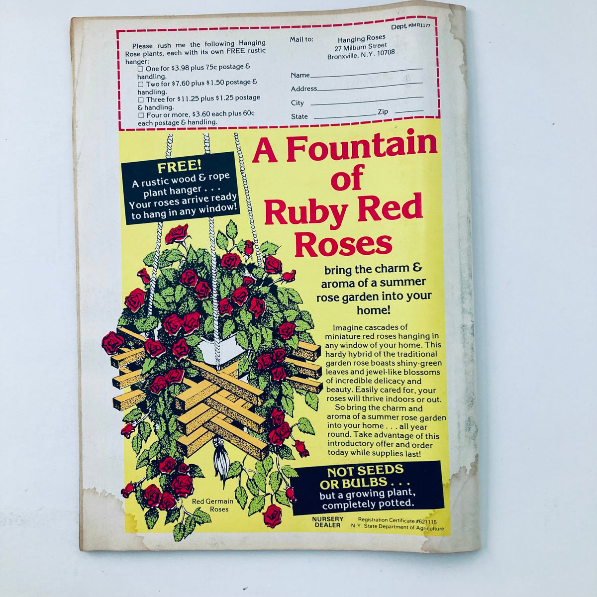 A vintage advertisement featuring a hanging basket of ruby red roses, promoting a rustic wood and rope plant hanger. The ad highlights the charm and aroma of a summer rose garden, appealing to gardening enthusiasts. This image is part of the VTG Teen Bag Magazine November 1977, known for featuring Mark Hamill and Lisa Presley.