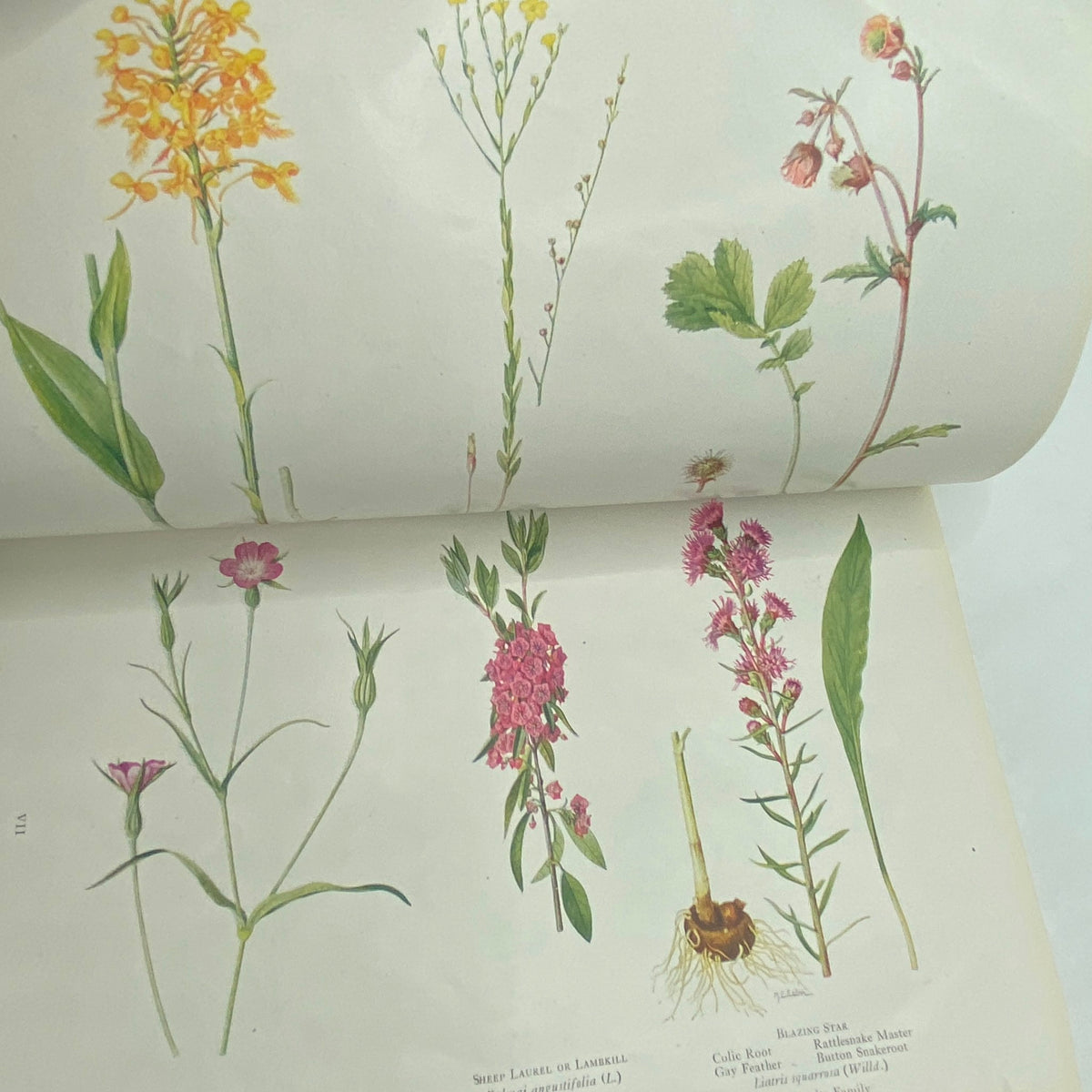 Illustrations of various wildflowers from National Geographic Magazine July 1922, showcasing Midsummer Wild Flowers in vibrant colors.