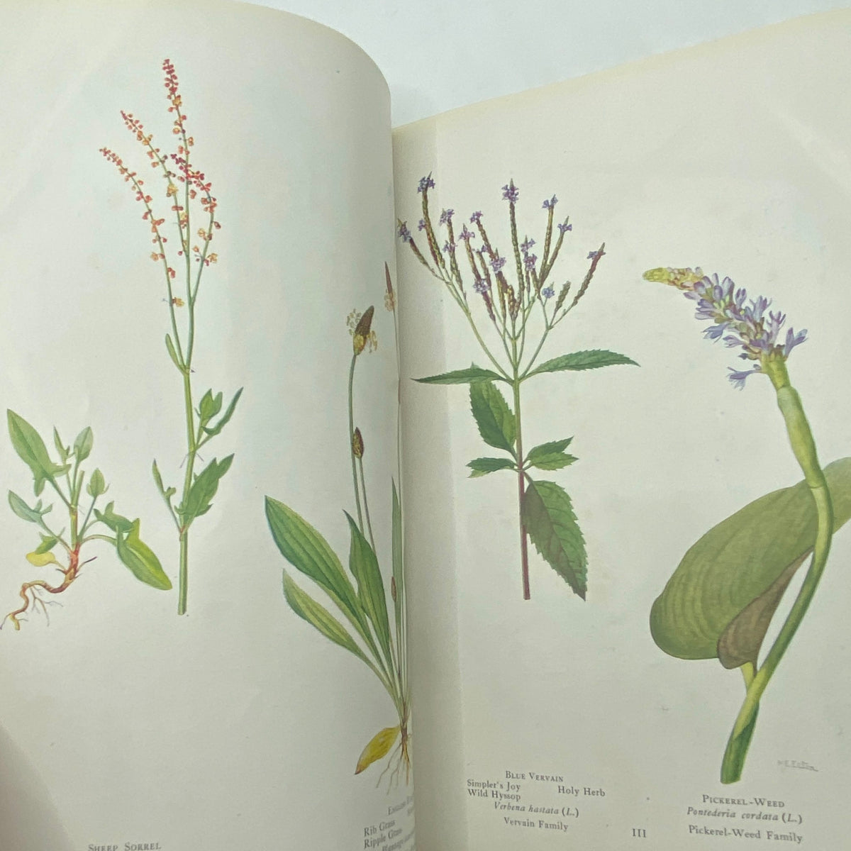 Detailed illustrations of wildflowers from National Geographic Magazine July 1922, highlighting Midsummer Wild Flowers with botanical accuracy.
