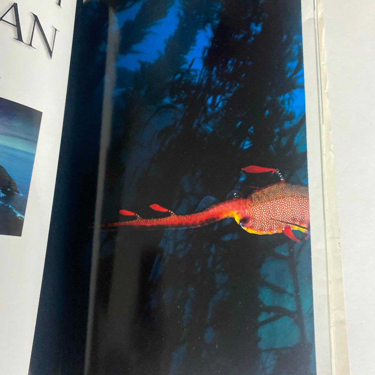 Interior photo from National Geographic Magazine January 1997 illustrating ocean life with a vibrant red fish, part of the article 'Beneath the Tasman Sea'.