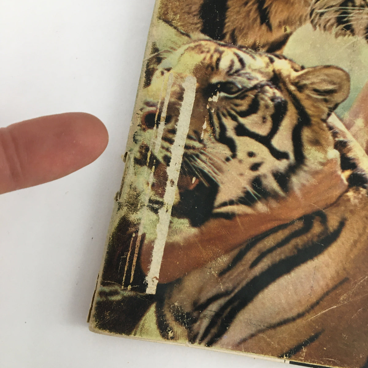 Detail of the TV Guide Magazine June 22, 1968 cover, emphasizing the imagery of tigers and wear on the magazine.