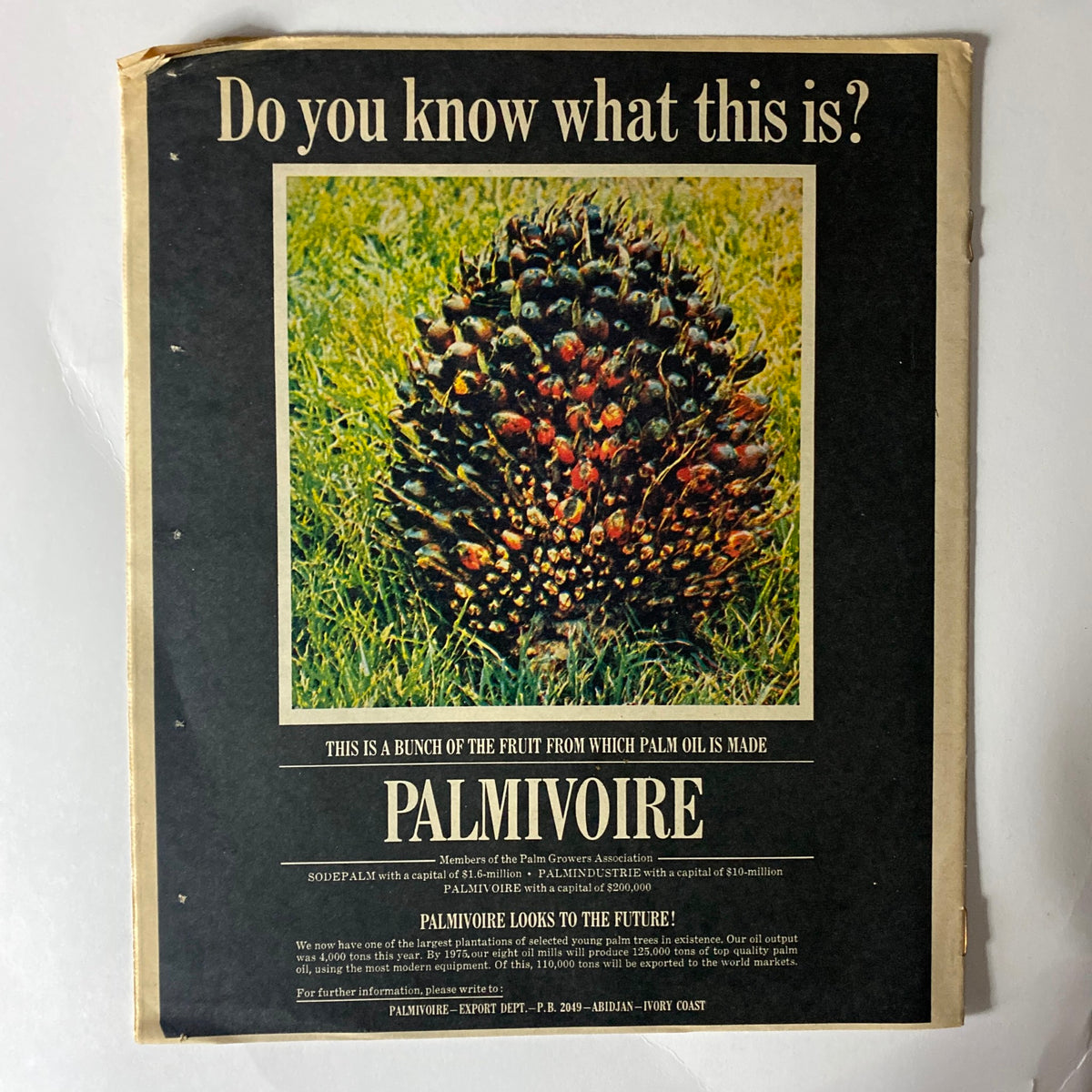 Back cover of VTG The New York Times Magazine December 14 1969 with an advertisement for Palmivoire, illustrating a bunch of palm fruit used for palm oil production.