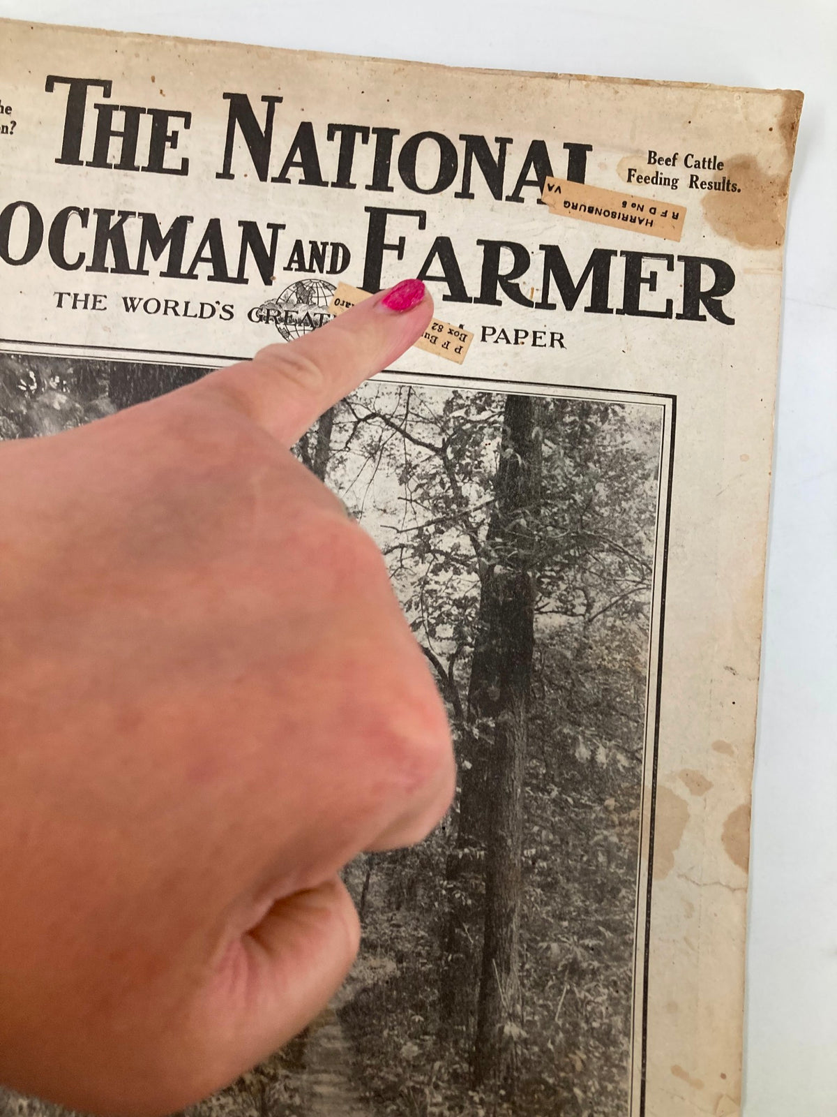 Close-up view of The National Stockman and Farmer title from the August 2, 1919 issue, with a finger pointing at the masthead for emphasis.
