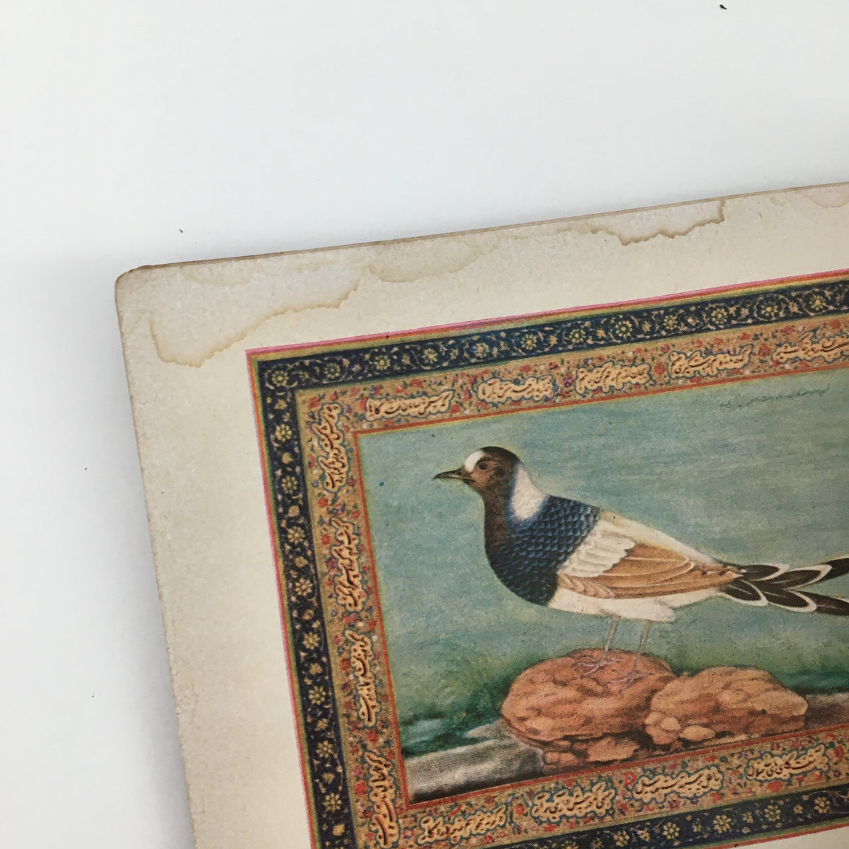 Vintage illustration featuring a bird, showcasing intricate detailing and artistic framing, related to the Sports Illustrated Magazine October 11 1954 The Oklahoma Band Photograph.