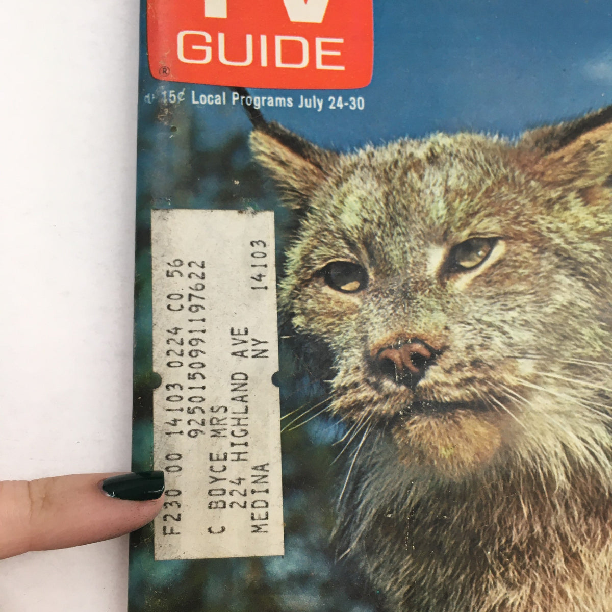 Close-up view of the TV Guide Magazine from July 24, 1971 featuring The Lynx cover by Walt Disney, showing a detailed image of a lynx and an address label.