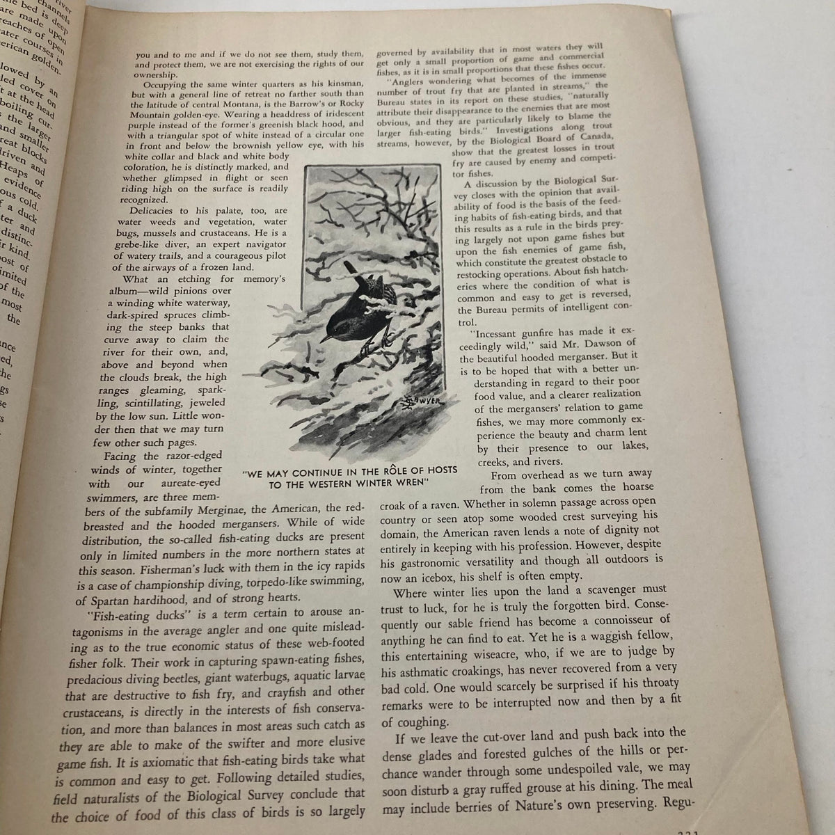 An interior page from VTG Nature Magazine December 1935 discussing fish-eating ducks with illustrations, highlighting nature exploration themes.
