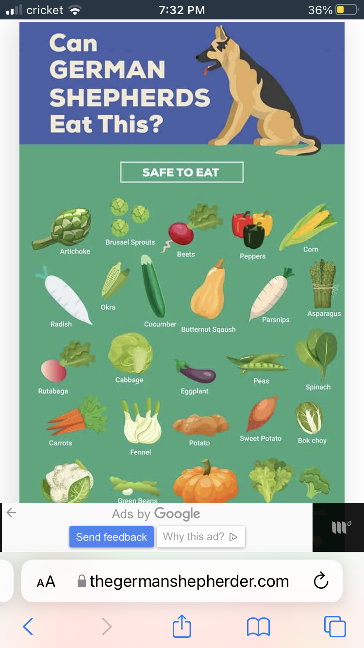 Infographic titled 'Can German Shepherds Eat This?' listing safe vegetables for German Shepherds, with illustrations of various vegetables.