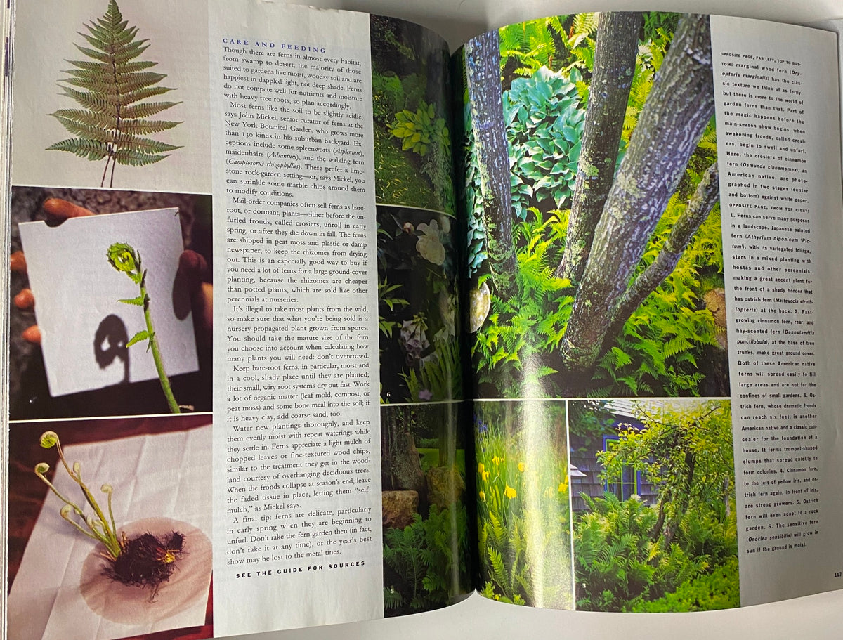 Interior pages of Martha Stewart Living Magazine April 1995 showcasing a detailed article on the care and feeding of ferns with vivid imagery.