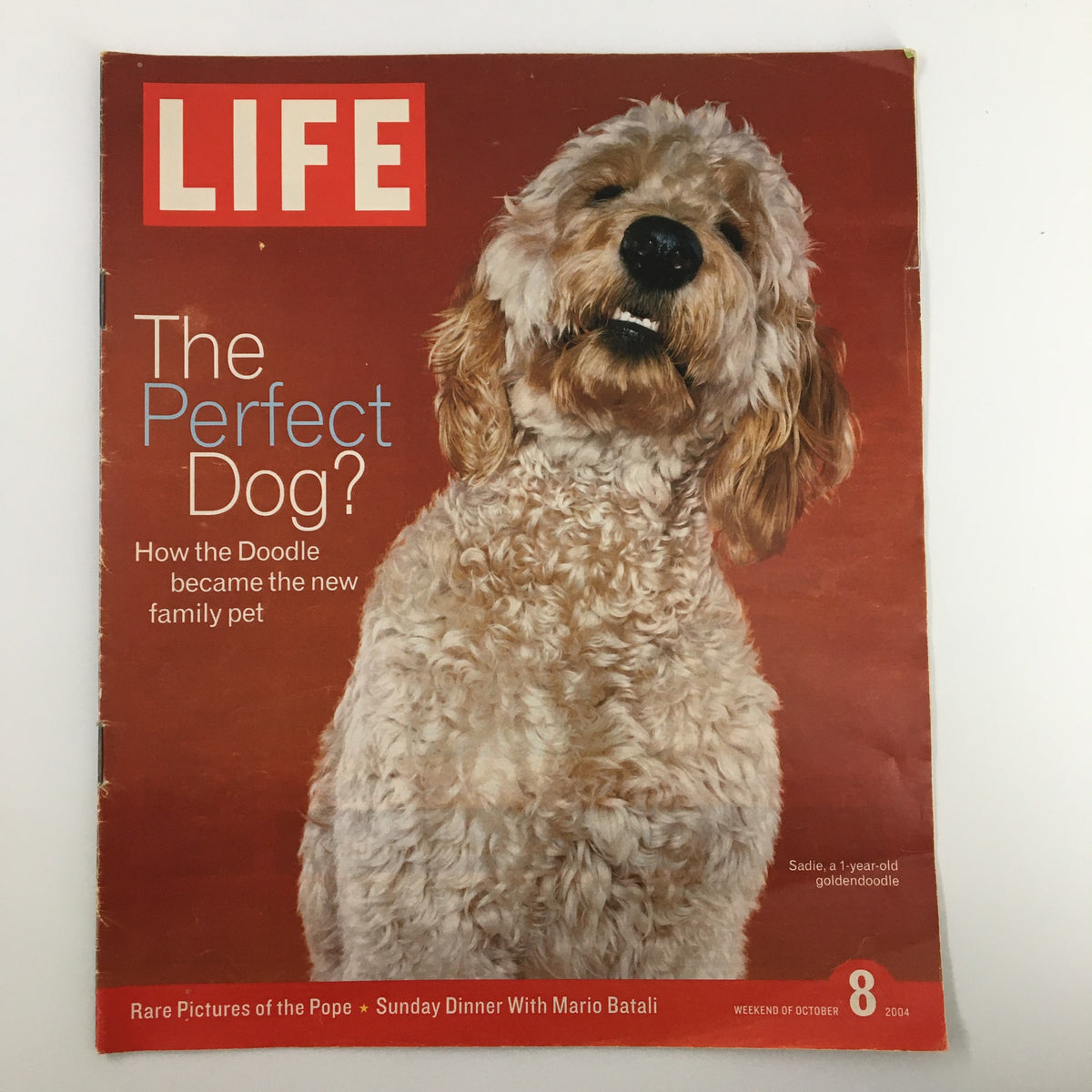 Life Magazine Newspaper Insert Golden doodle October 8 2004 RARE No Label