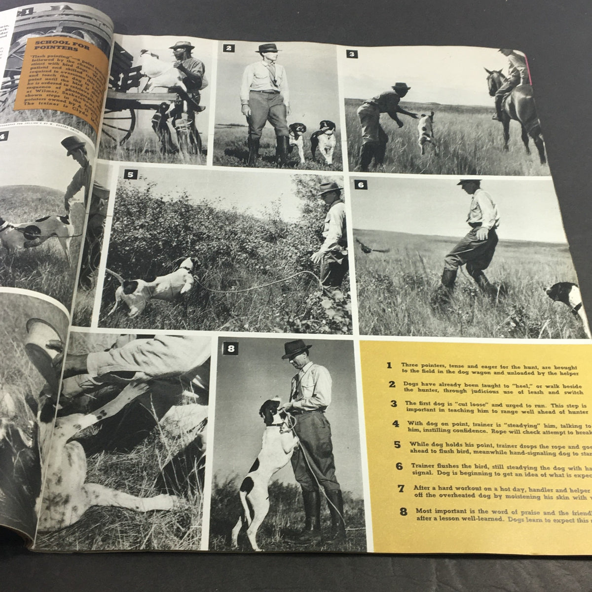 Photographic guide from VTG Collier's Magazine September 7 1941 illustrating the training process for hunting dogs, complete with numbered steps for clarity.