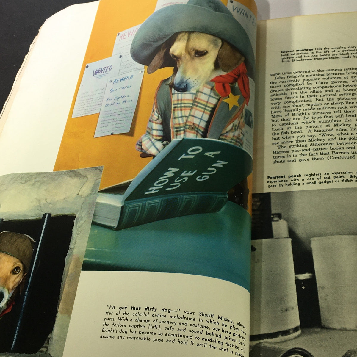 Vintage Popular Photography Magazine July 1950 featuring an illustration of a dog wearing a hat, humorously engaged in reading 'How to Use a Gun'.