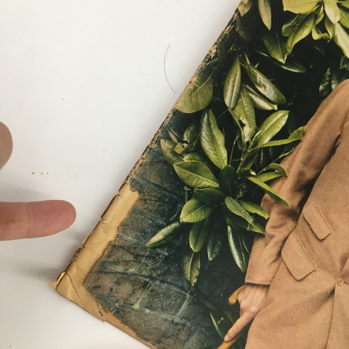 Image of the corner of a VTG Illustrated Magazine from November 20, 1948, titled 'Man and Superman'. The magazine shows wear with frayed edges and is partially covered by green foliage.