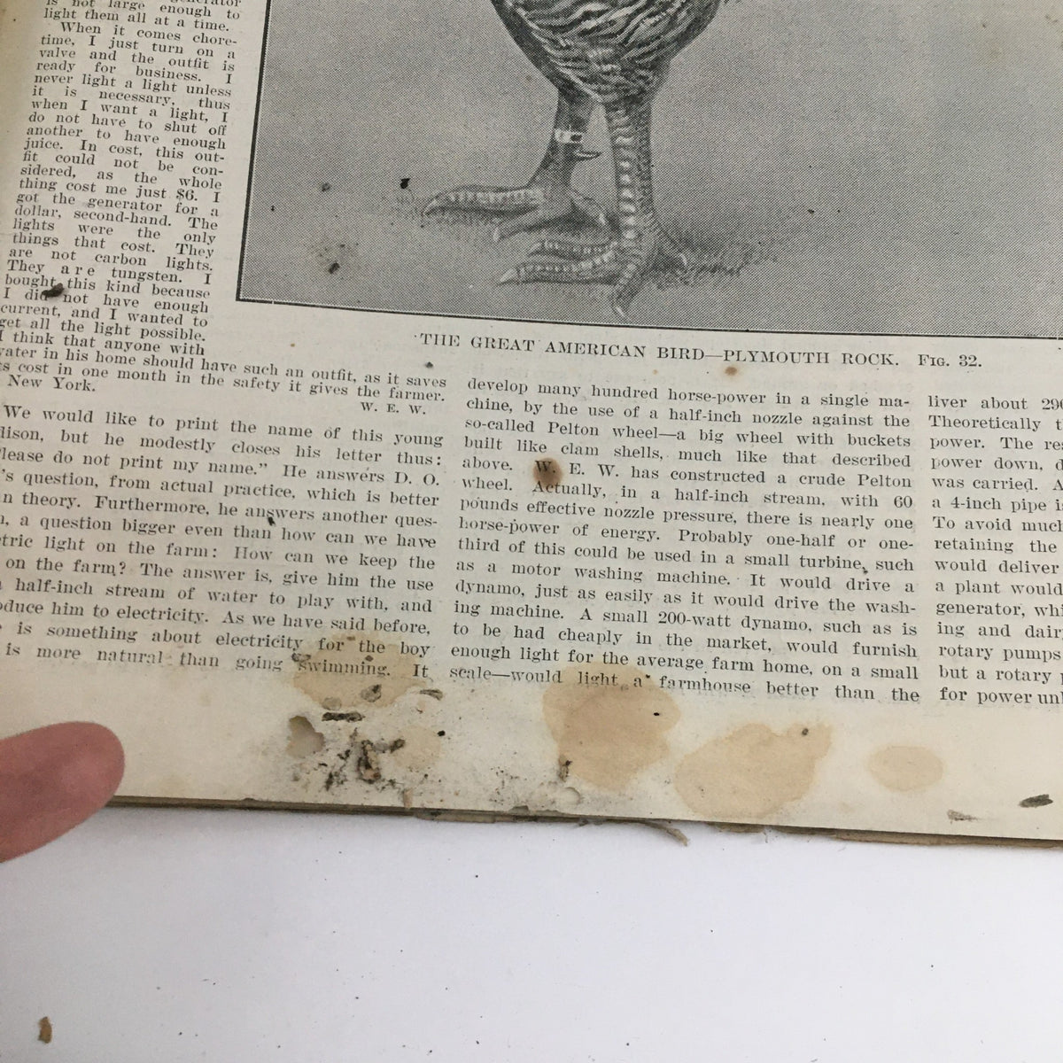 Detailed view of the article discussing The Great American Bird Plymouth Rock in The Rural New Yorker Magazine January 30, 1915 with text and illustrations.